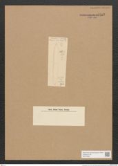 Homoeocladia sp. (de-Toni-Nr.: Genus 48) Zeichnungen Sammlung Grunow Nr. 4425 (NHMW-BOT-W0372582)